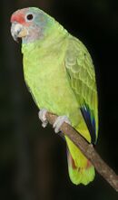 A green parrot with light-brown cheeks, a red forehead, and white eye-spots