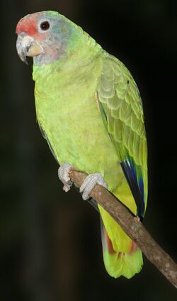 Amazona brasiliensis 001 1280.jpg