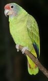 Amazona brasiliensis 001 1280.jpg