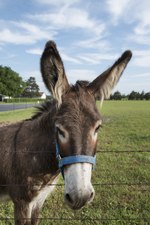 An adorable donkey in a field in Bonham, Fannin County, Texas LCCN2014632725.tif