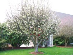 Apple Tree in Full Bloom.JPG