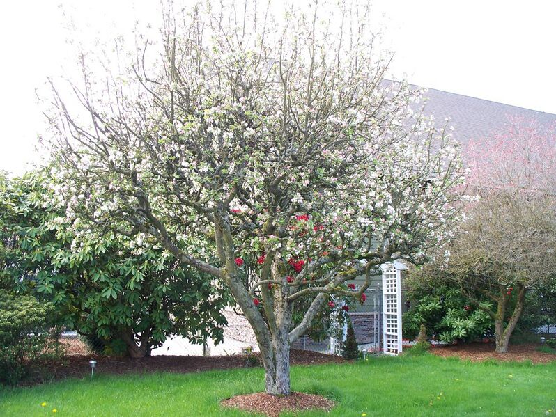 File:Apple Tree in Full Bloom.JPG