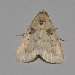 Arugisa lutea - Common Arugisa Moth (15116865656).jpg