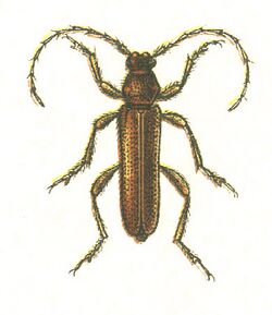 Axinopalpis gracilis.jpg