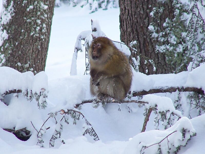 File:Barbary macaque in cedar.JPG