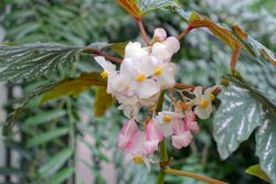 Begonia aconitifolia - Flora park - Cologne, Germany - DSC00644.jpg