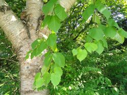 Betula maximowicziana - Botanischer Garten, Frankfurt am Main - DSC03340.JPG