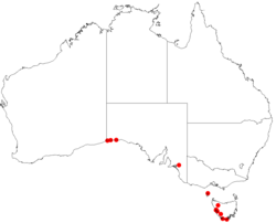 Billardiera nesophila Dist Map15.png