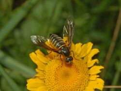 Bombyliidae - Lomatia belzebul.JPG