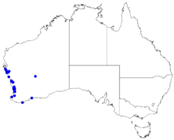 Boronia purdieana DistMap96.png