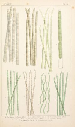 British fresh-water algae, exclusive of Desmidieae and Diatomaceae (1882-1884) (20424407841).jpg