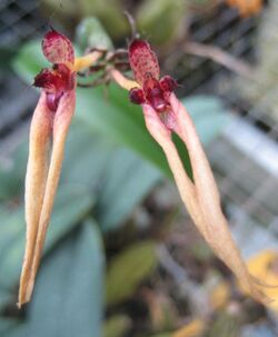 Bulbophyllum pseudopicturatum, Serres d'Auteuil, Paris, France.jpg