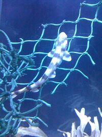 Photo of a nursehound with crosswise dark bands, swimming over a strip from a fishing net