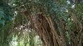 Burmese Banyan (Ficus kurzii) 3.jpg