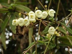 Calceolaria martinezii 56396512.jpg