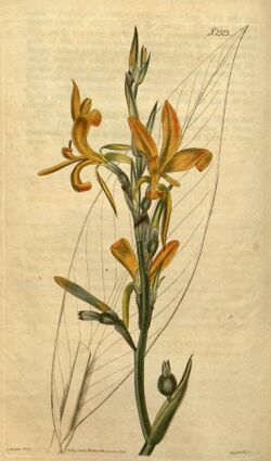 Canna pedunculata Bot. Mag. 49. 2323. 1822.jpg