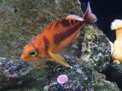 Caprodon schlegelii.001 - Aquarium Finisterrae.jpg