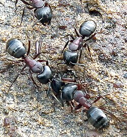 Carpenter Ant Camponotus novaeboracensis workers.jpg