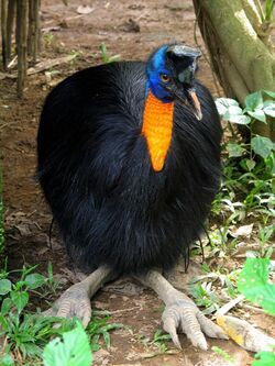 Casuarius unappendiculatus -Northern Cassowary -head to toe.jpg