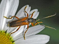 Cerambycidae - Alosterna tabacicolor.JPG