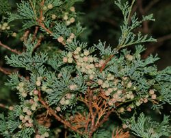 Chamaecyparis thyoides (Atlantic White Cedar) (31257220486).jpg