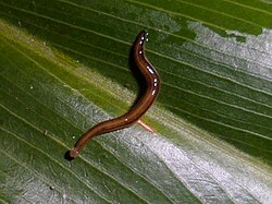 A shiny dark brown flatworm crawling on a large green leaf from above