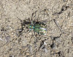 Cicindela decemnotata decemnotata 124803054.jpg