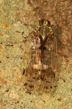 Cixiid Planthopper - Melanoliarus placitus, Meadowood Farm SRMA, Mason Neck, Virginia.jpg