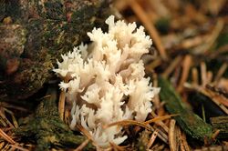 Clavulina coralloides - Lindsey.jpg