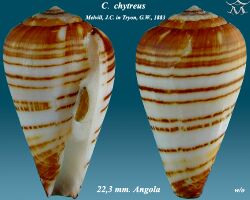 Conus chytreus 1.jpg