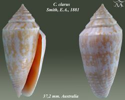 Conus clarus 2.jpg