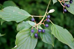 Cornus alternifolia 005.jpg