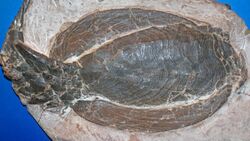 Cosmaspis transversa (Beartooth Butte Formation, Lower Devonian; Cottonwood Canyon, east of Lovell, Wyoming, USA) 4 (33446628334).jpg