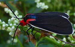 Ctenucha multifaria 3.jpg