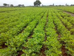 Cultivation of peanut crop in Junagadh region of Western India.jpg