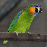 A green parrot with blue-edged wings and orange cheeks