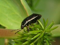 Cydnidae - Canthophorus dubius.JPG