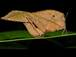 Dead-leaf Grasshopper (Chorotypus sp.) (15533481637).jpg