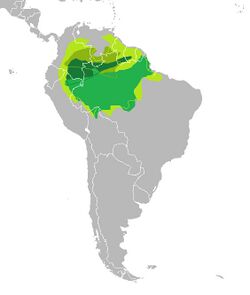 Distribution of Hevea sp.jpg