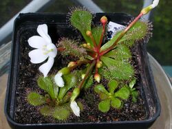 Drosera whittakeri ssp aberransFloweringPlant1.jpg