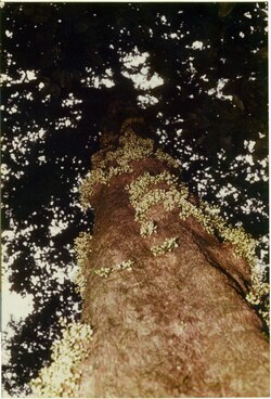 Dysoxylum parasiticum Mount Hypipamee Crater Atherton Tableland Queensland 1987 IGA 29 3 2018 6 10 32 139b.tif
