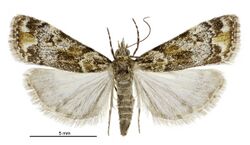 Eudonia minualis female.jpg