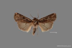 Euxoa agema ASUHIC0119598 habitus dorsal 1569619202 lg.jpg