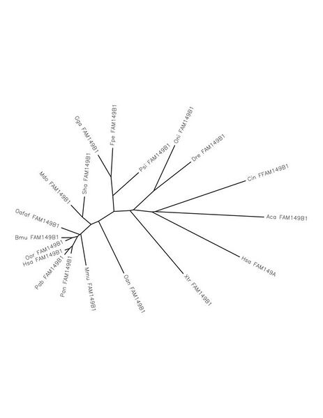 File:FAM149B1 Phylogenetic Tree - Protein Orthologs.jpg