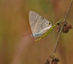 Forget-me-not (Catochrysops strabo) in Kawal, AP W IMG 1587.jpg