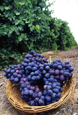 Fresh purple grapes.jpg