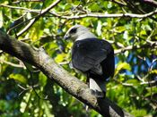 Gavião-pombo-pequeno no Parque Estadual da Fonte Grande - Vitória, Espírito Santo, Brasil.jpg