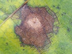 Topside view of a "Juglans regia leaf" infected by "G. leptostyla"