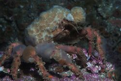 Graceful Decorator Crab (Oregonia gracilis).jpg
