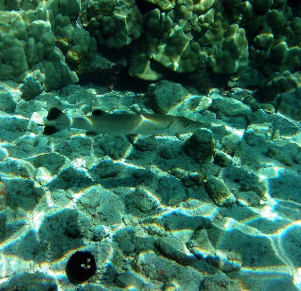 File:Great Barracuda, corals, sea urchin and Caustic (optics) in Kona, Hawaii 2009.jpg